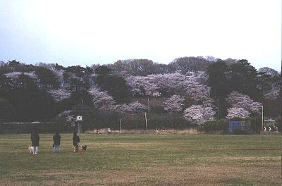 ばかラン